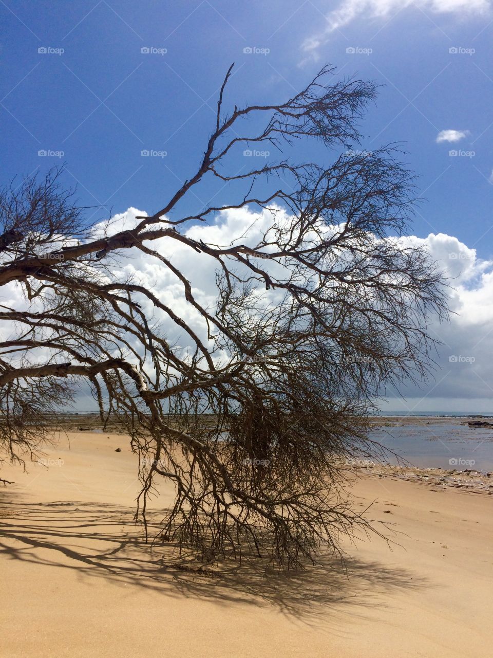 Dead tree by the seashore