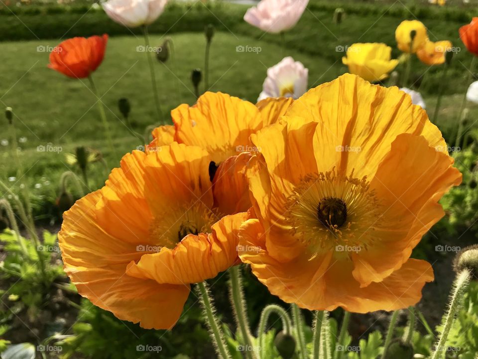 Poppy flowers