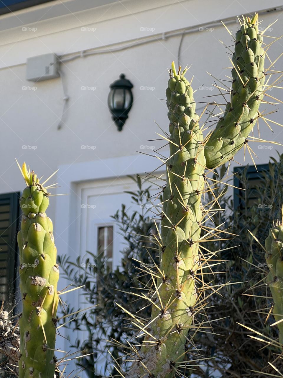 Cactus and house