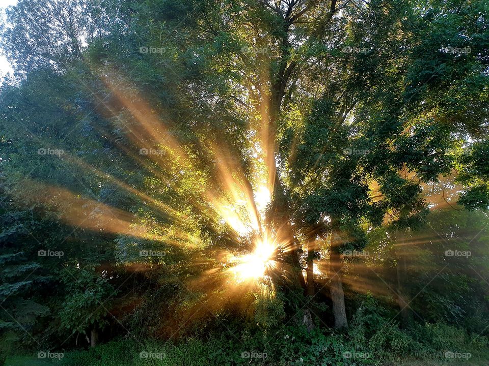 Sunset and trees, reflection