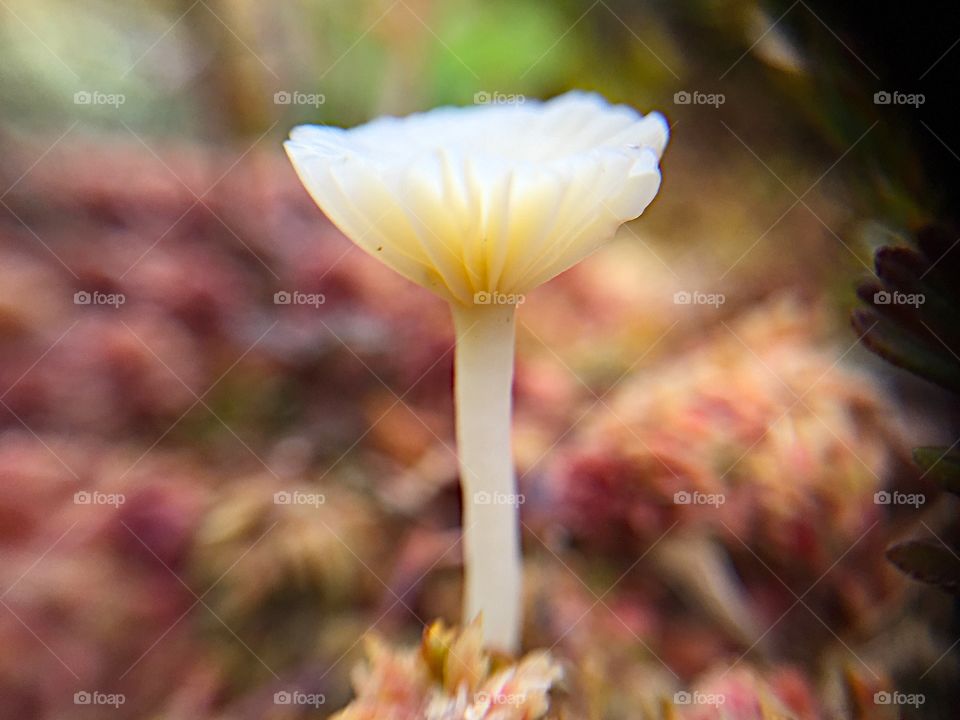 Macro mushroom. Fragile and tiny mushroom on the forest floor