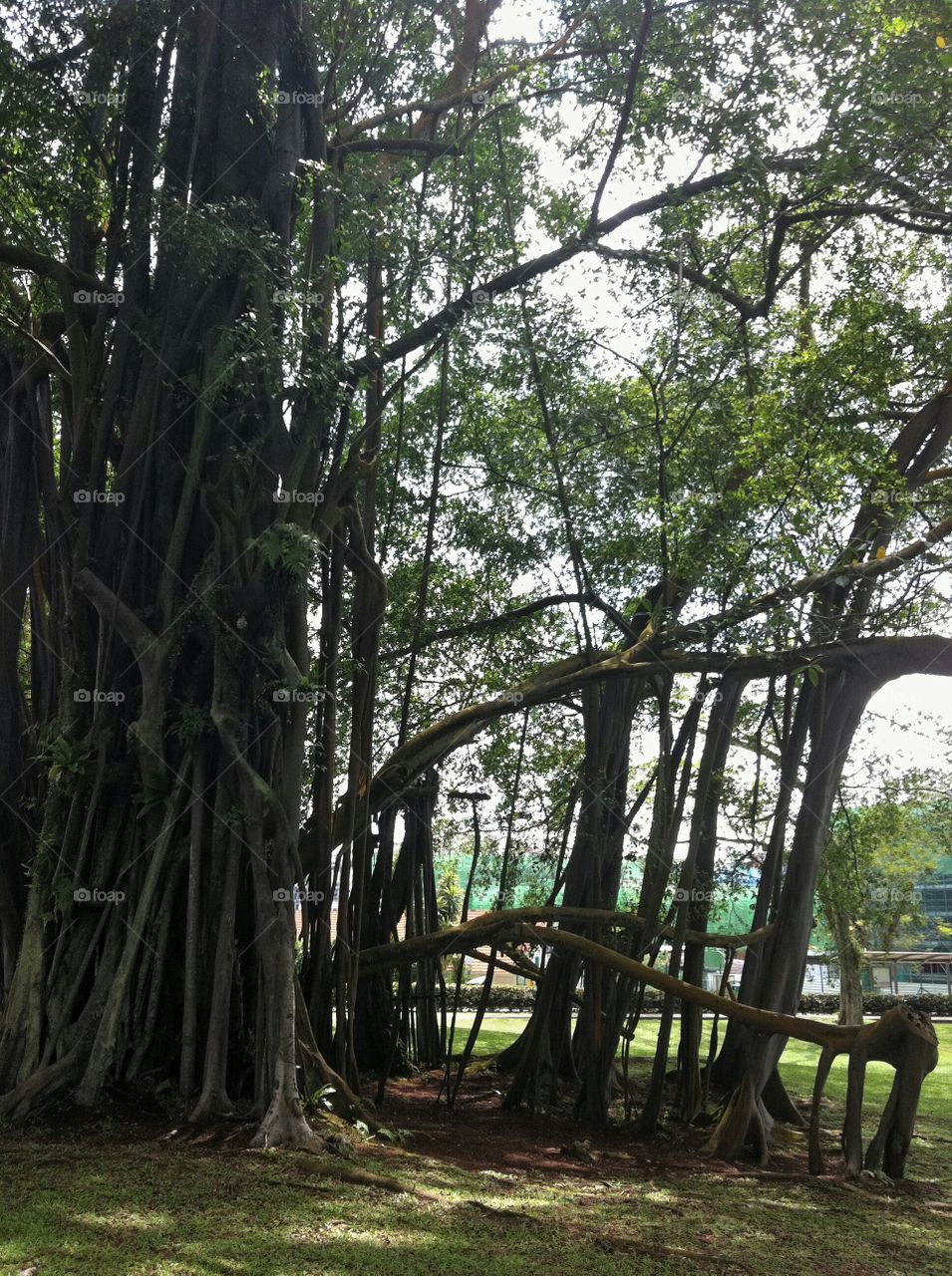 Tree heritage. Very old banyan tree, yet still strong and healthy.