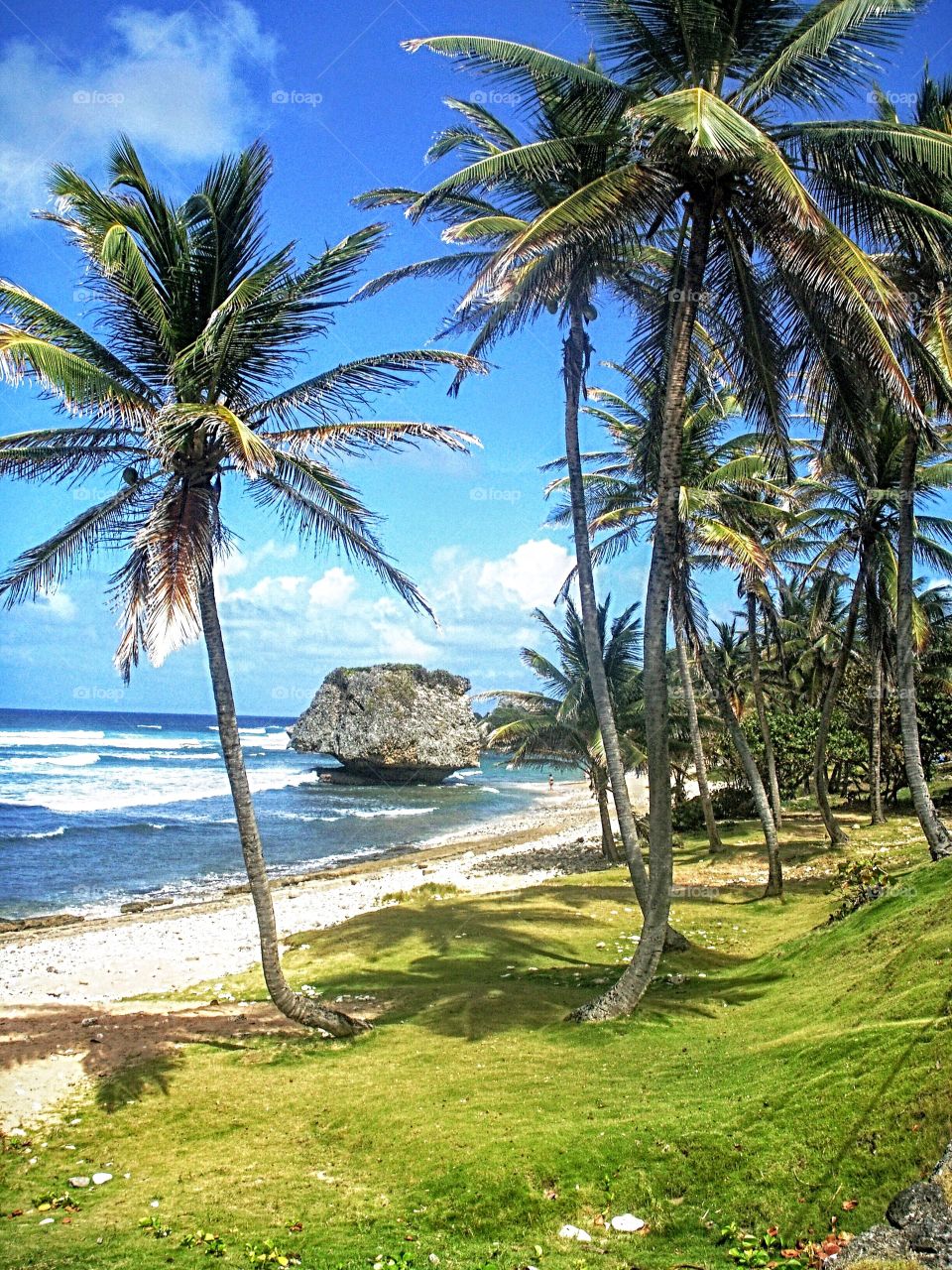Bathsheba, on the rugged East Coast of Barbados.
Breathtakingly beautiful wide white sandy beaches stretch along a coastline of dramatic rock formations.