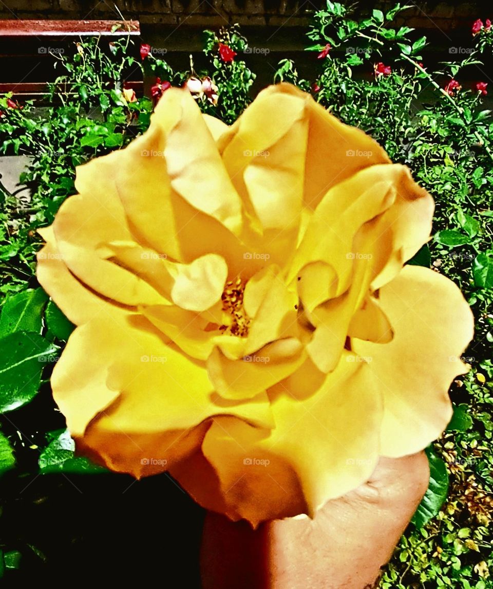 yellow Rose