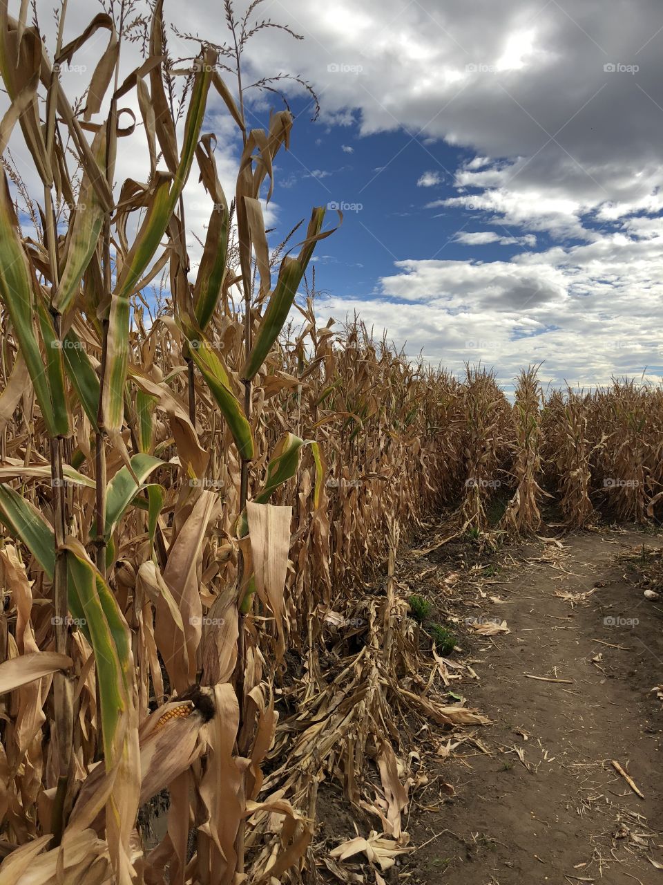 Colorado corn maze