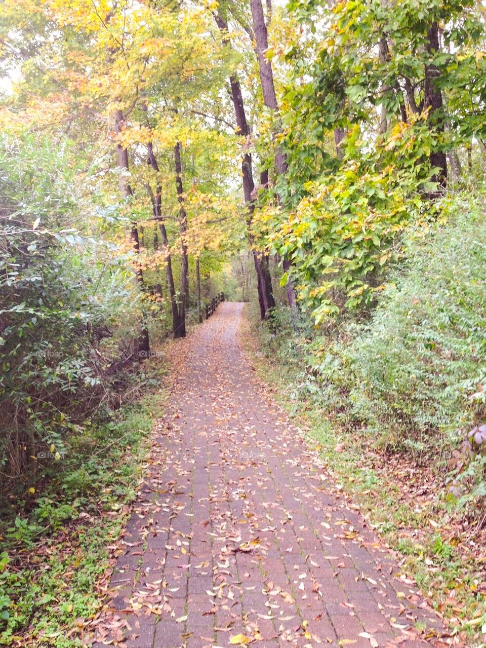 Autumn path