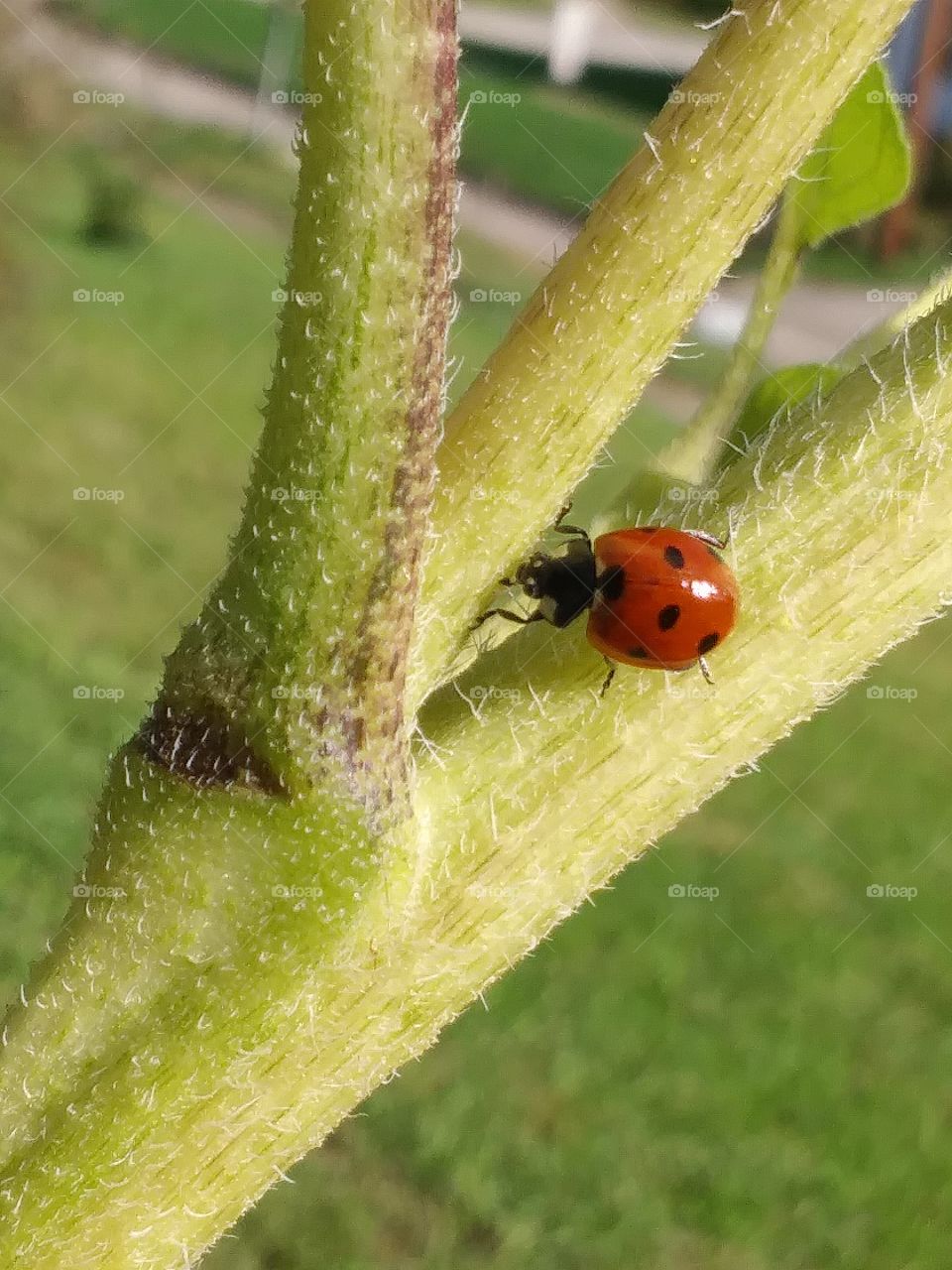 Climbing Ladybug