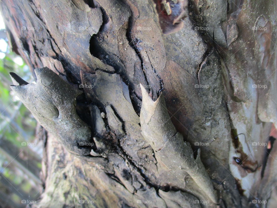 grey bark trees