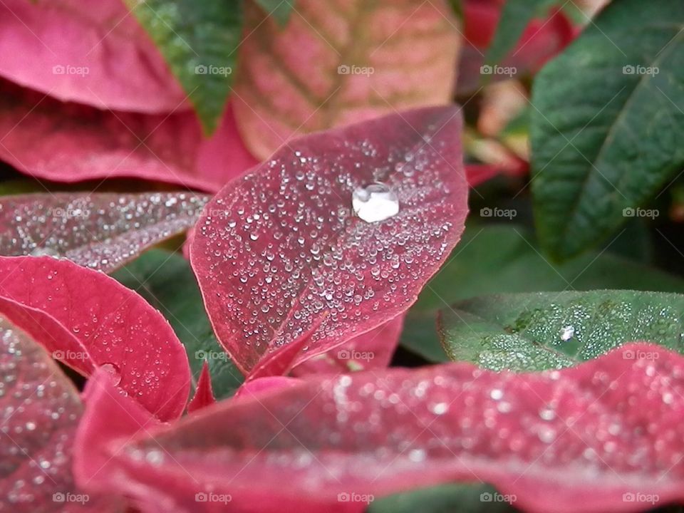 Raindrops