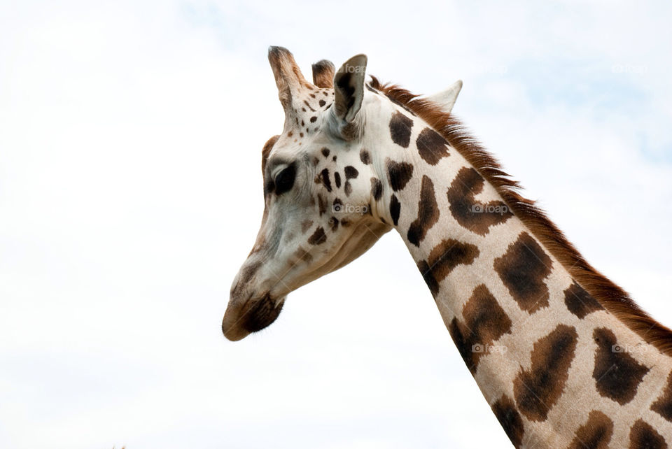 animal zoo wild head by jbdc