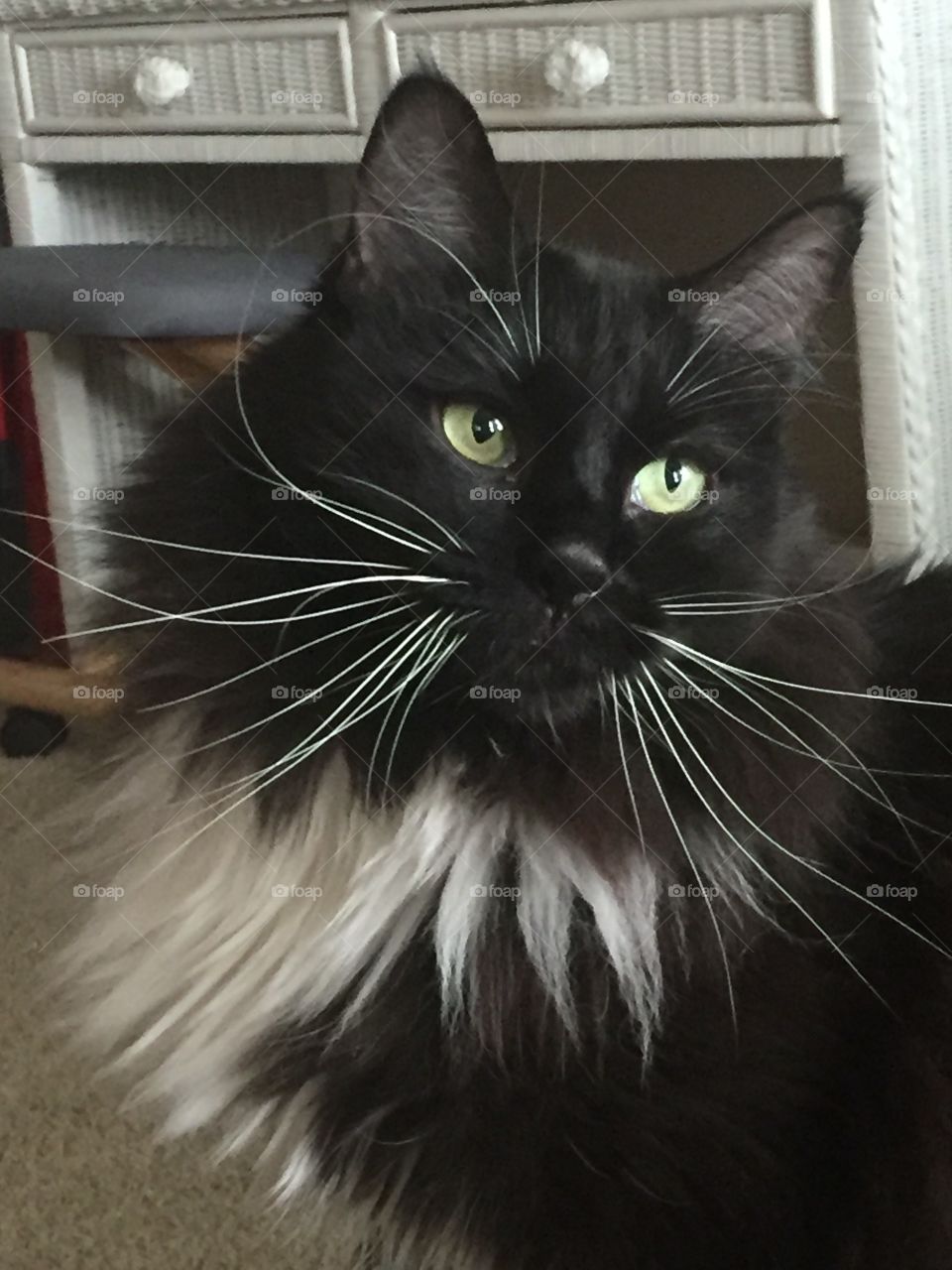 Black and White Tuxedo Longhair cat portrait. Looking over shoulder.