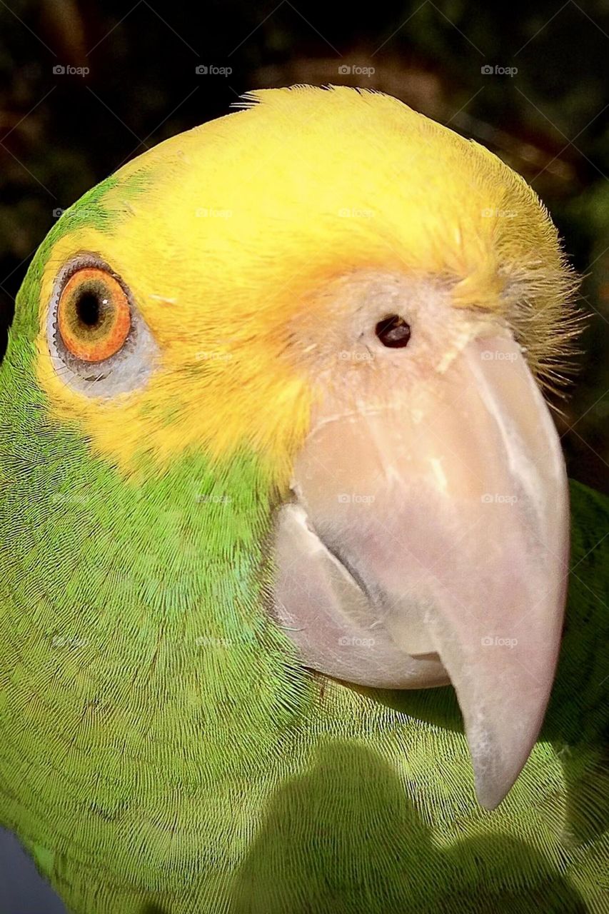 Amazon Parrot “ Sonny’s “ headshot.