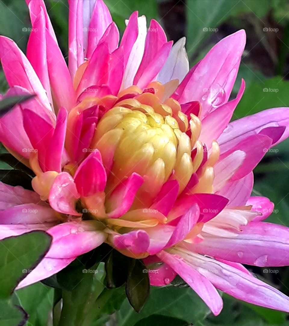 Pink jini flower