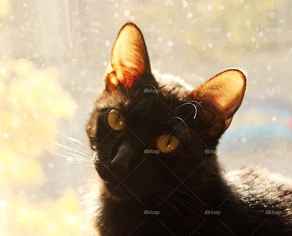 Little black cat soaking up the sunshine. 