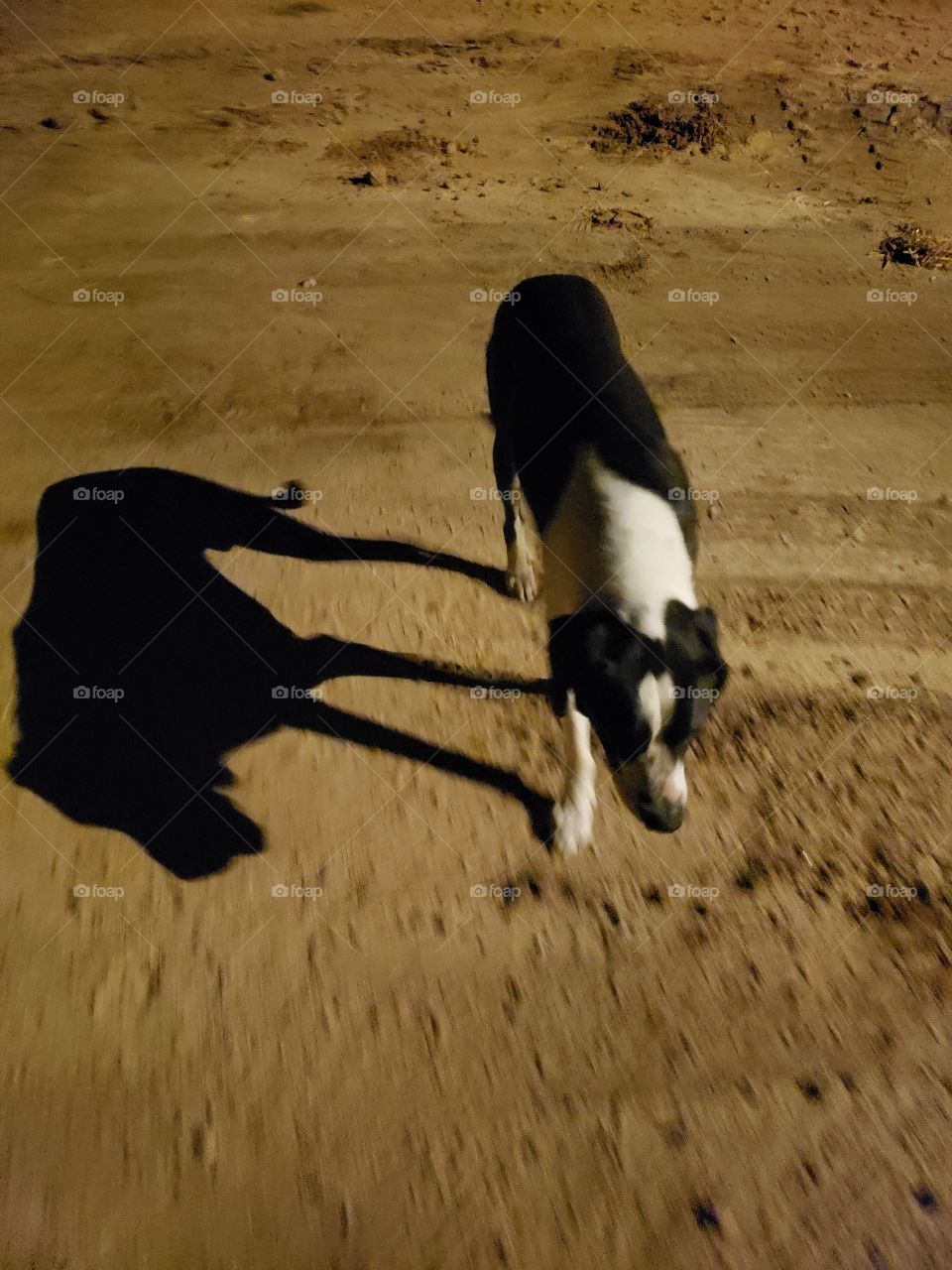 a dog and his shadow