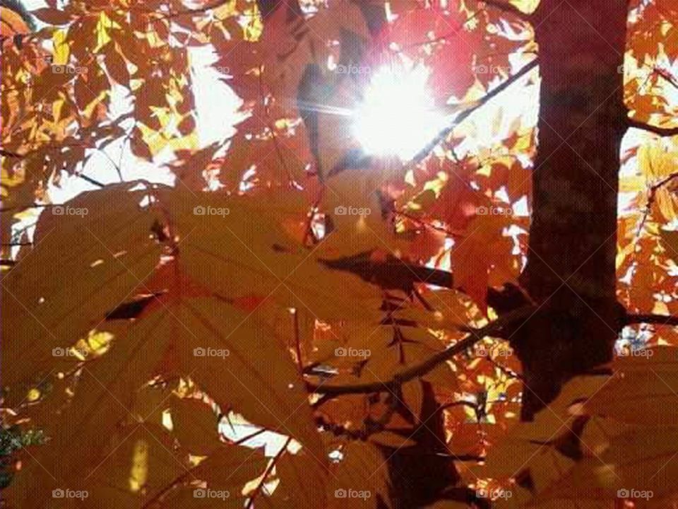 sun shimmering through the orange, and yellow colored leaves in the fall.