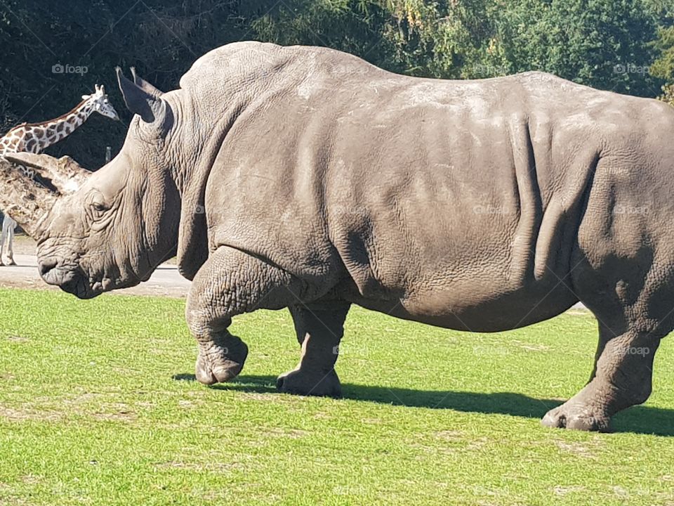 Rhino at west midlands safari park zoo uk