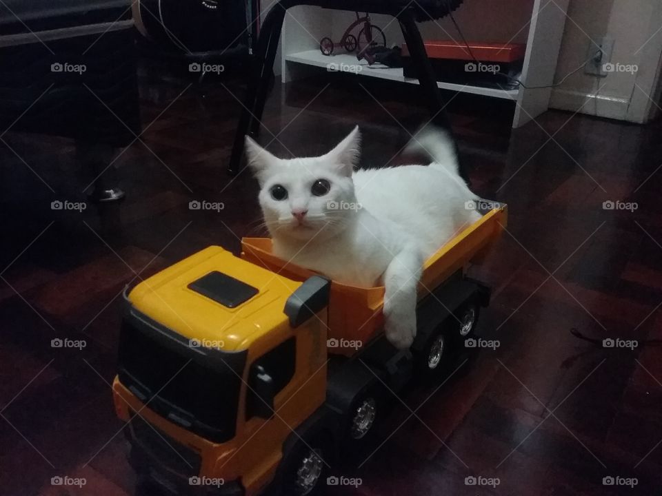 white cat in a toy truck