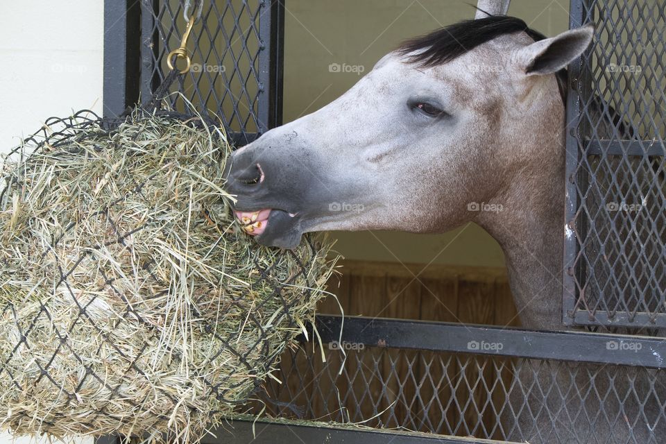 A racing age horse feeding on hay