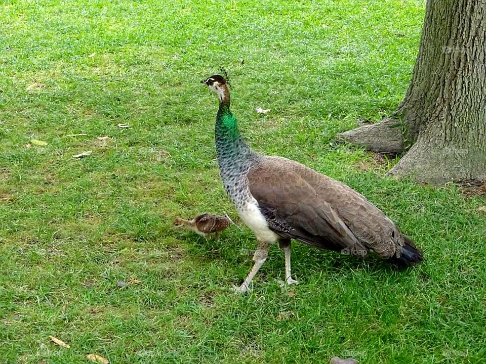 Peacock and the baby