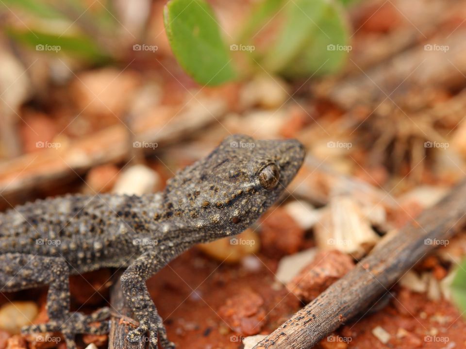 Beautiful macro gecko on the ground with some rocks and leafs 