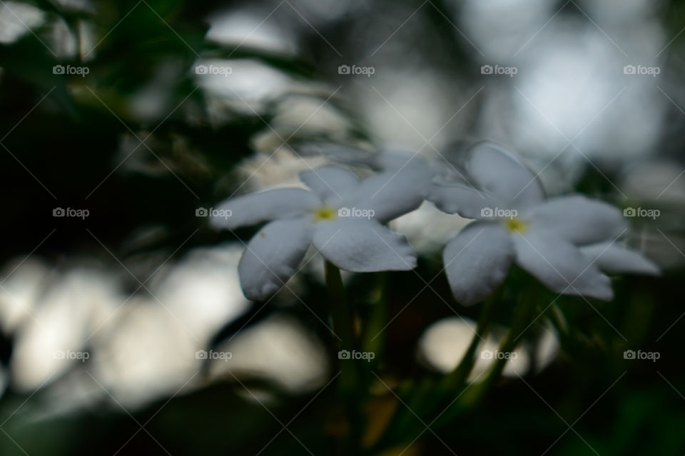 blurred blended image