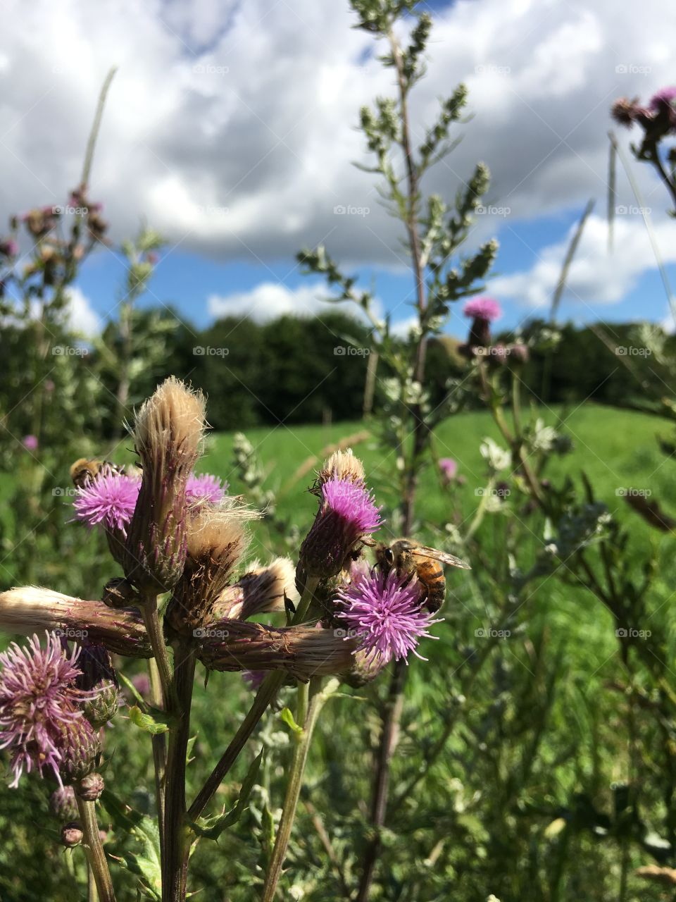 Honeybee on thistle in front of blue sky
