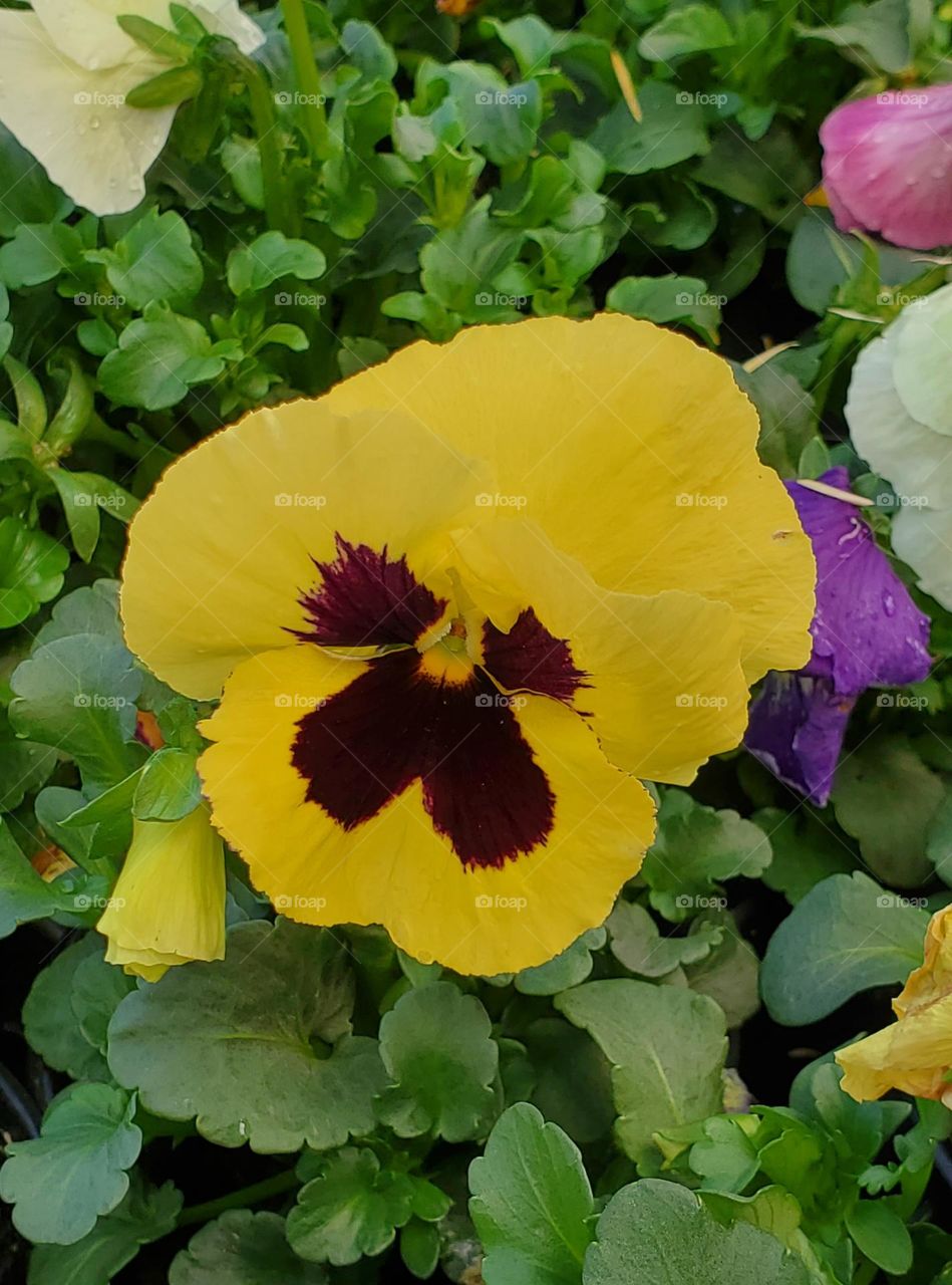 Yellow Flower in the Garden