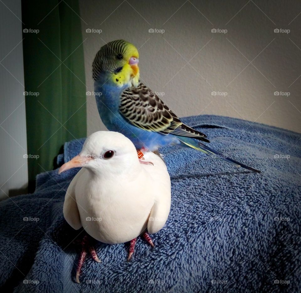 Parakeet Sitting on Dove