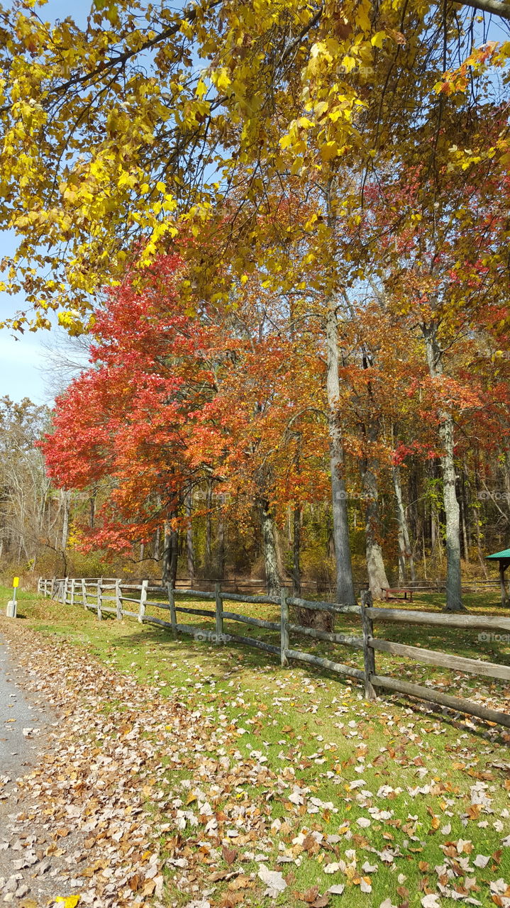 Autumn leaves