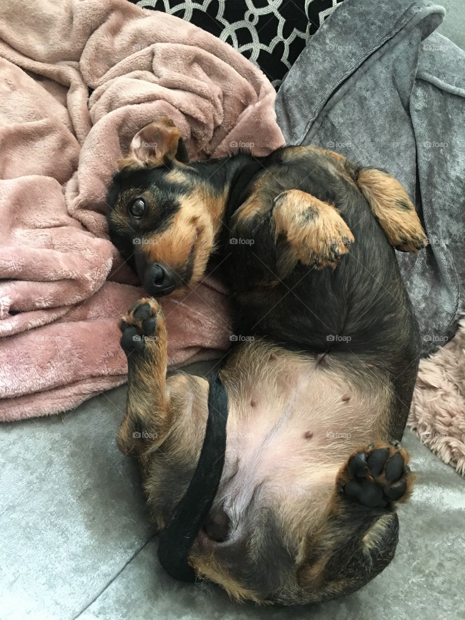 Content little dashound puppy coco 
