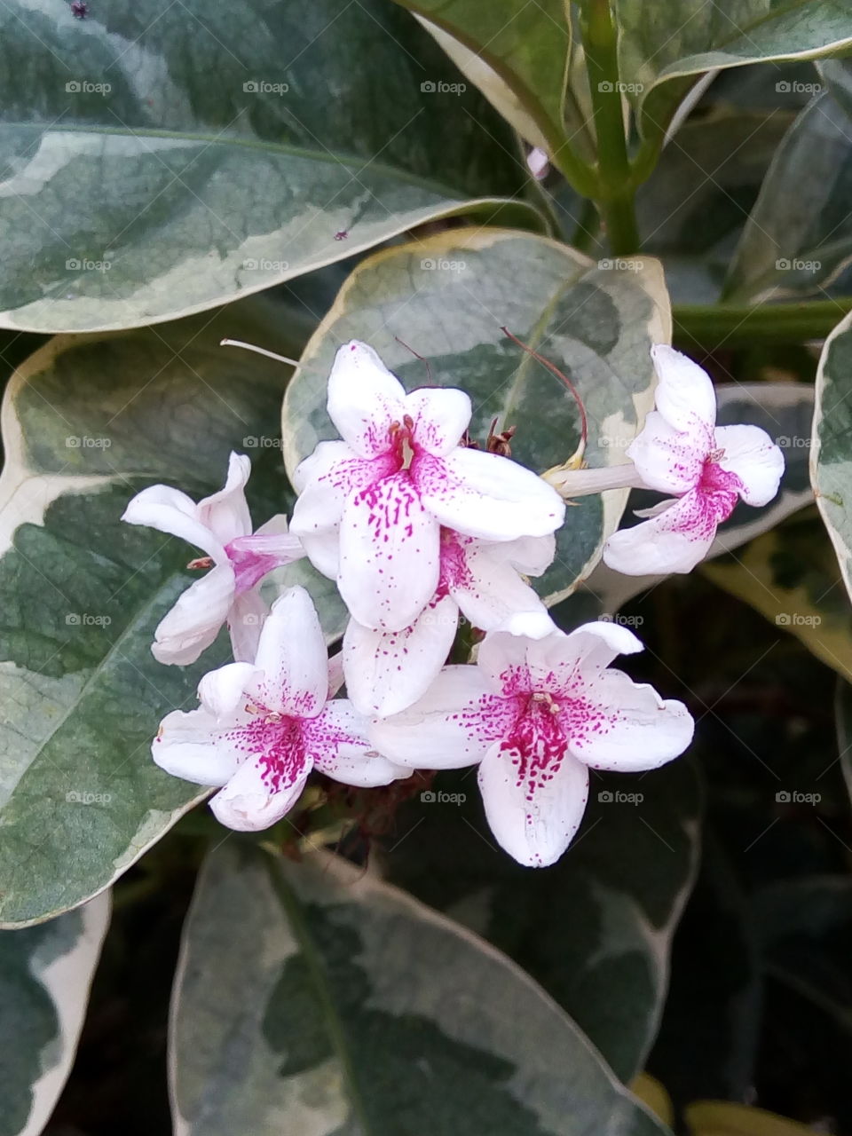 white petals with sprinkling of pink