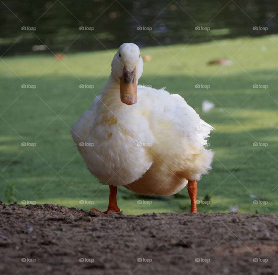 Portrait of a duck