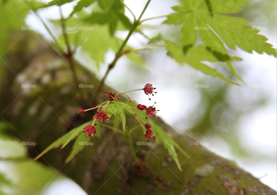 closeup of maple leaves and blossoms