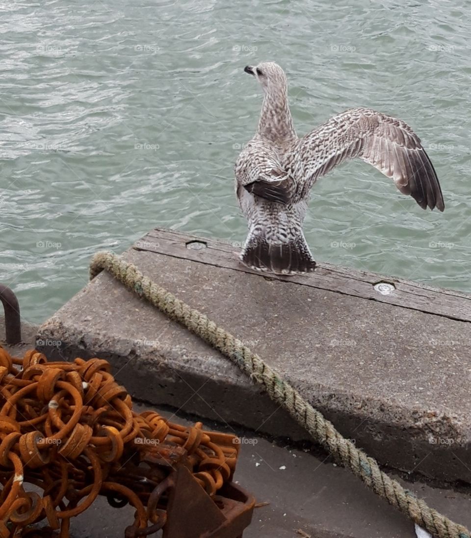 Gull in Trouville