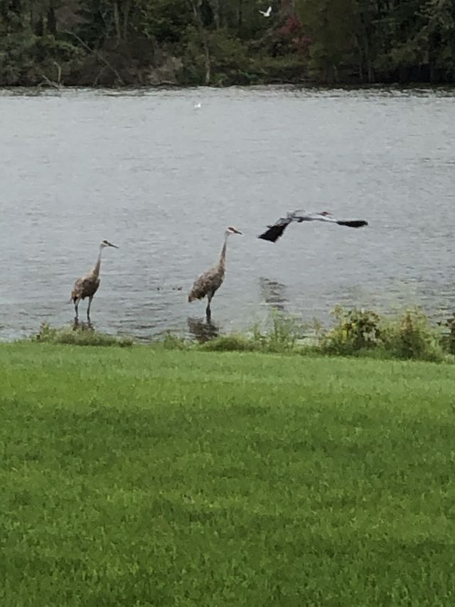 Birds