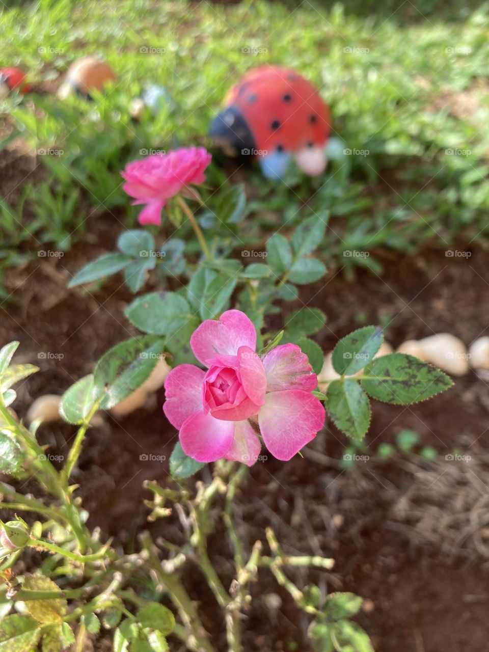 🌹 🇺🇸 Very beautiful flowers to brighten our day.  Live nature and its beauty. Did you like the delicate petals? / 🇧🇷 Flores muito bonitas para alegrar nosso dia. Viva a natureza e sua beleza. Gostaram das pétalas delicadas? 