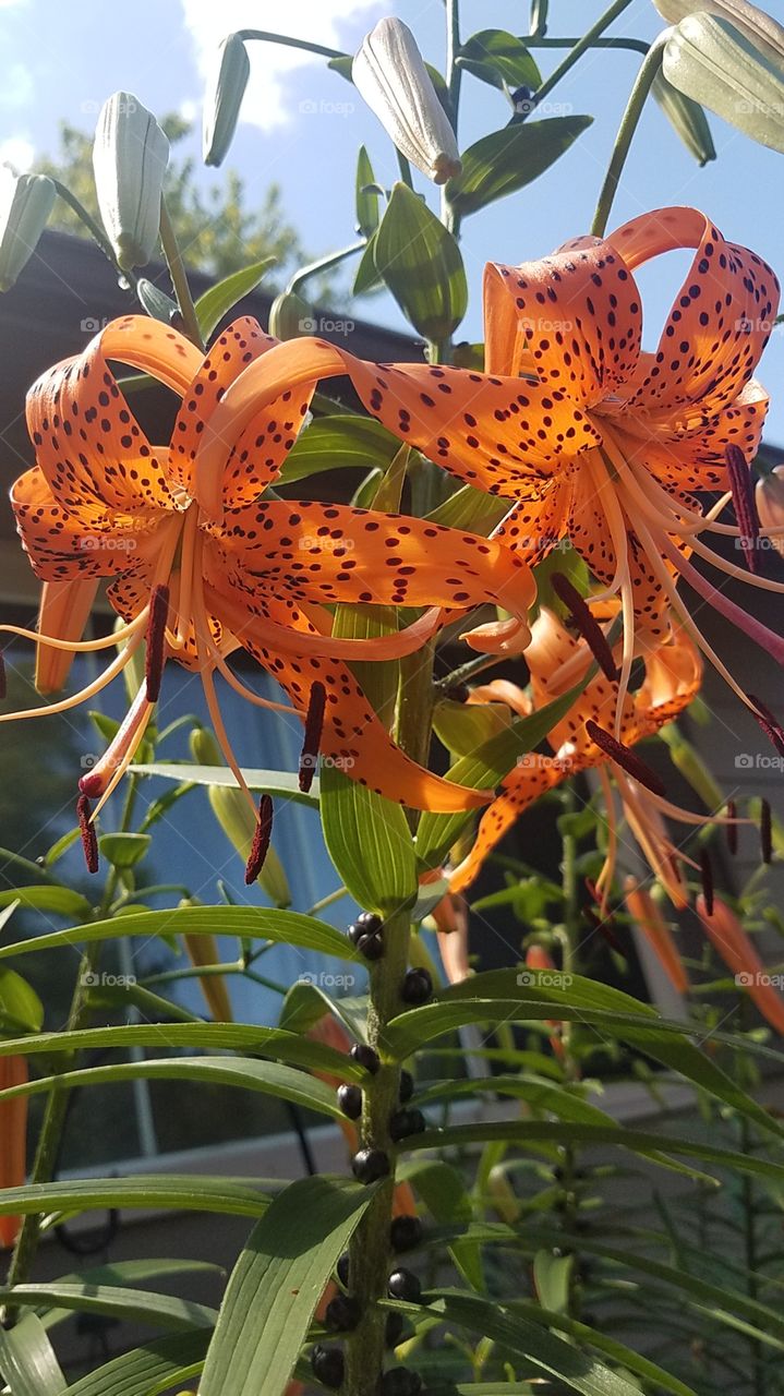 Tiger lilies