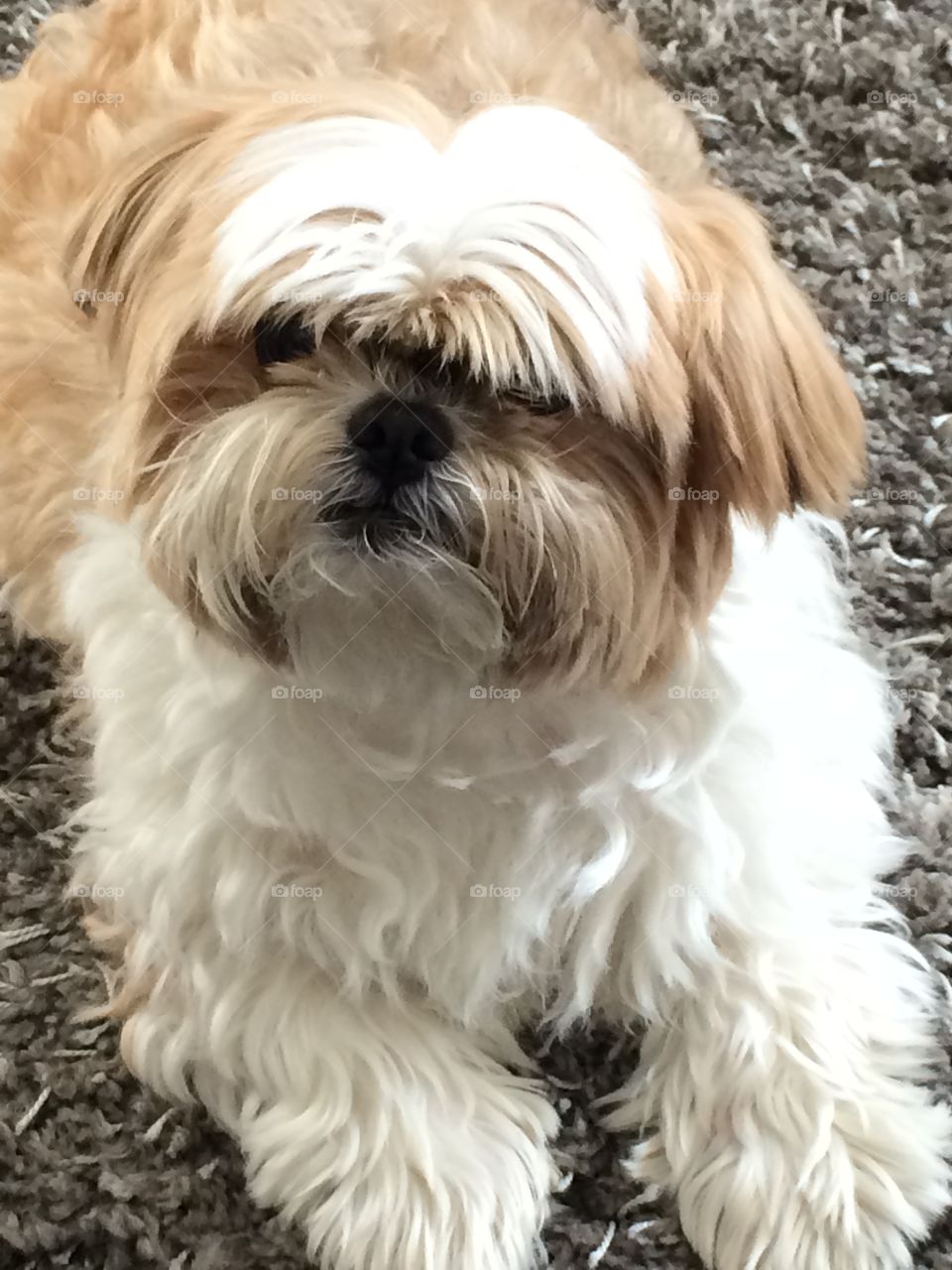 Shi Tzu