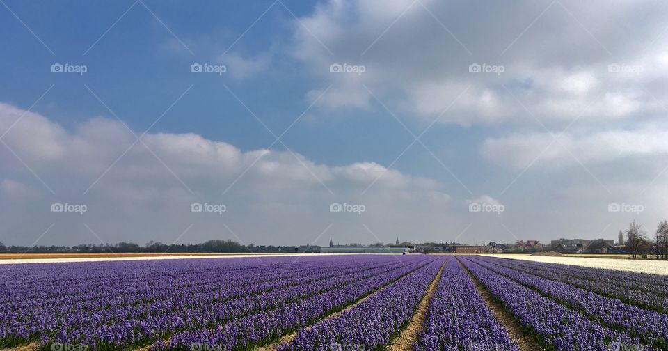 Dutch Hyacinth Field