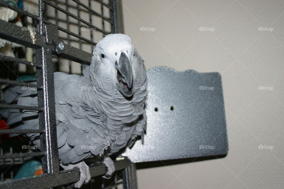 Parrot 