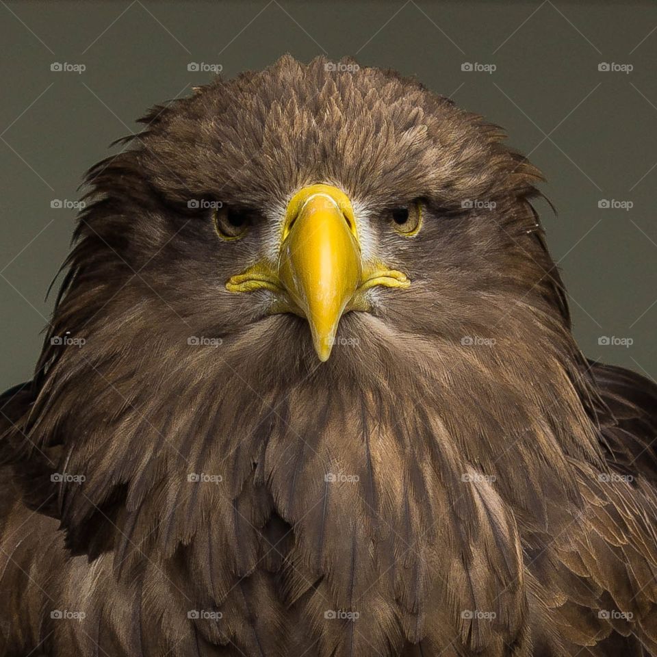 South American Eagle