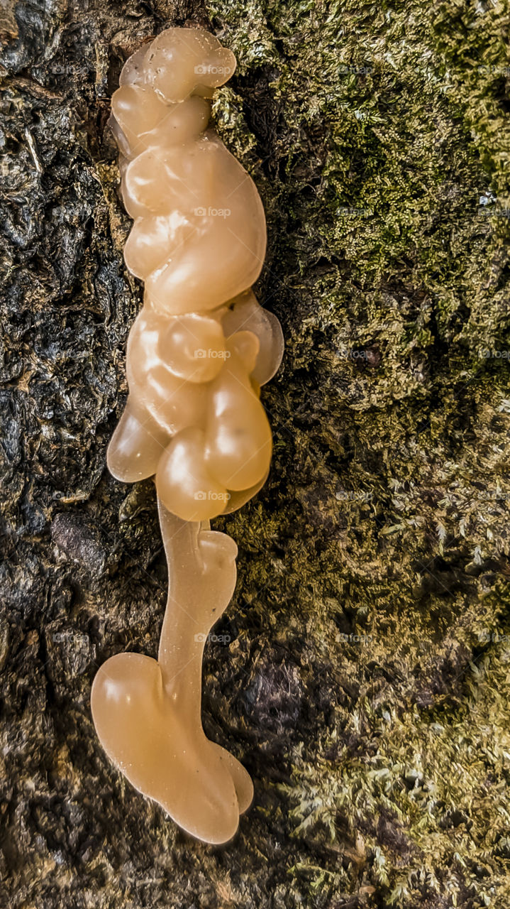 Pine tree sapf in beautiful shape