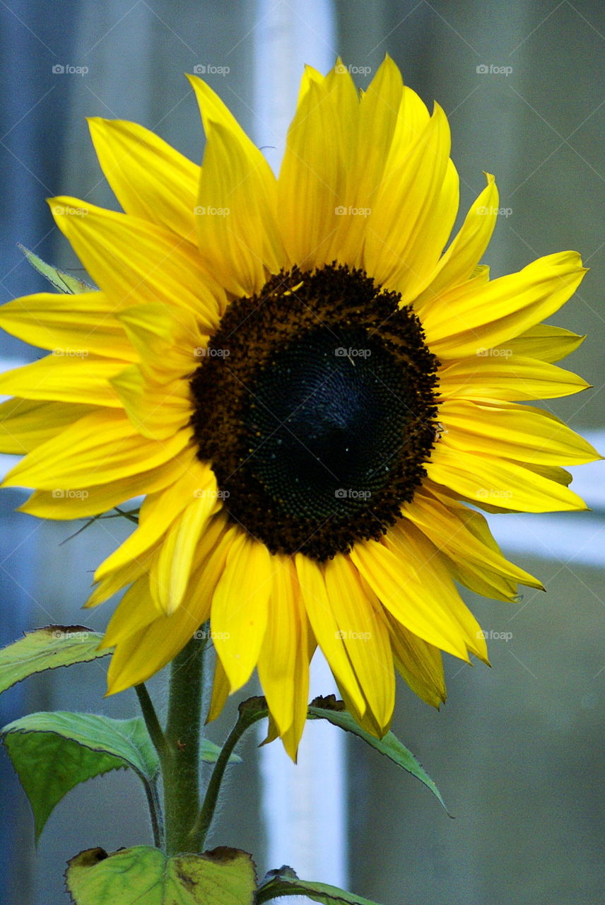 Close-up of sunflower