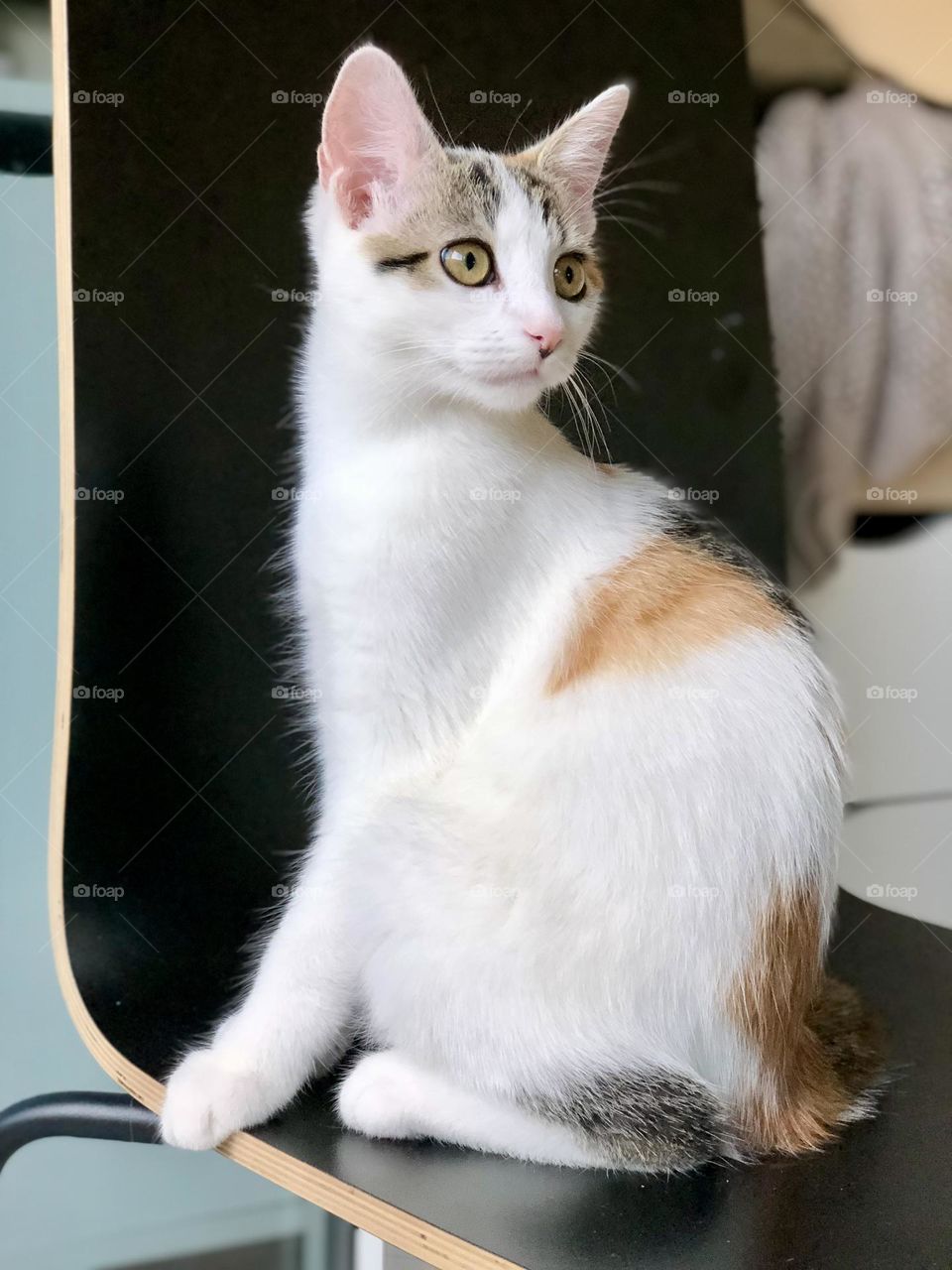 Multicolored European domestic cat profile sitting on a black chair 