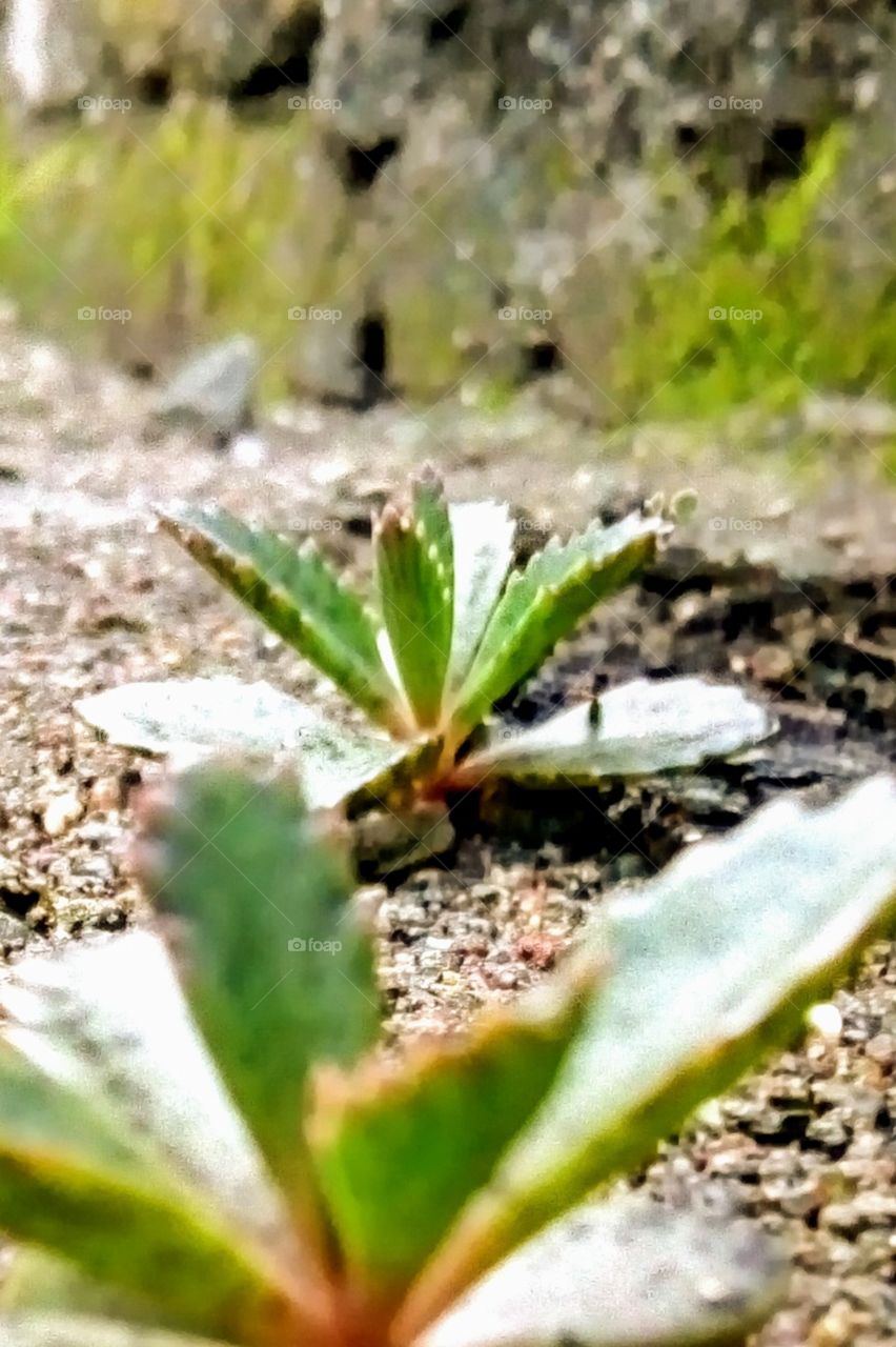 perfect focus on dragon plant with greenish algea background and Bokeh effect.