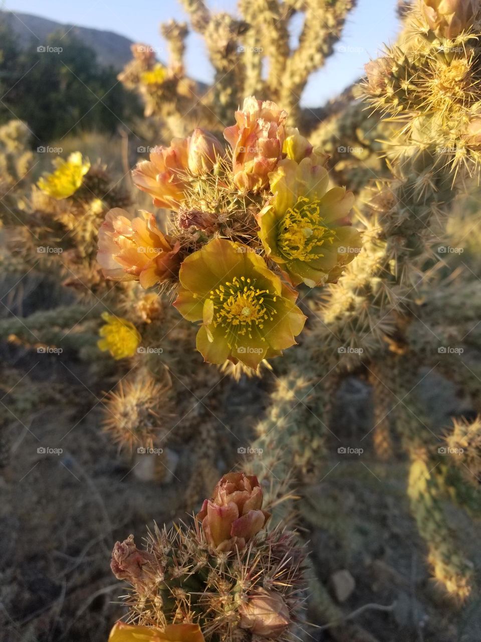 Cholla blooming with yellow & orange blossoms.