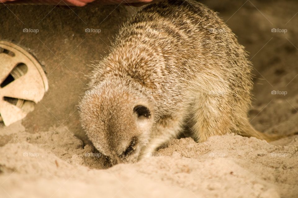 Meerkat