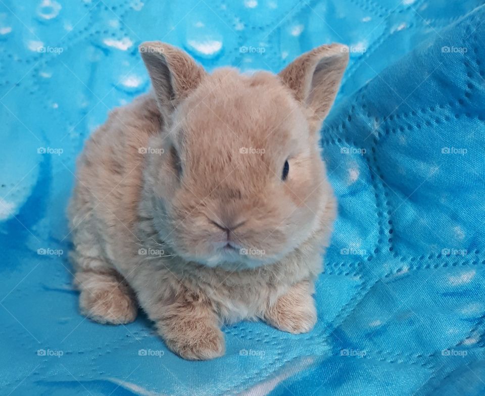 миленький зайка