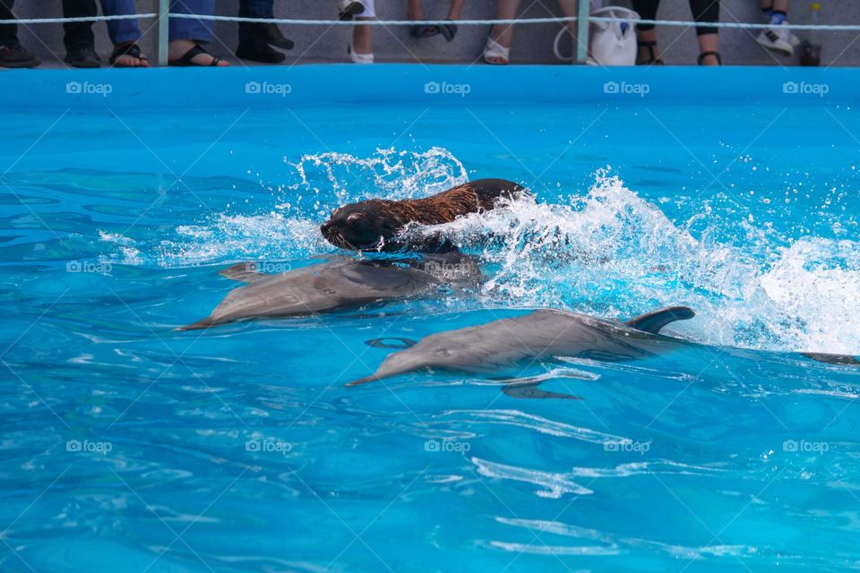 Dolphinarium